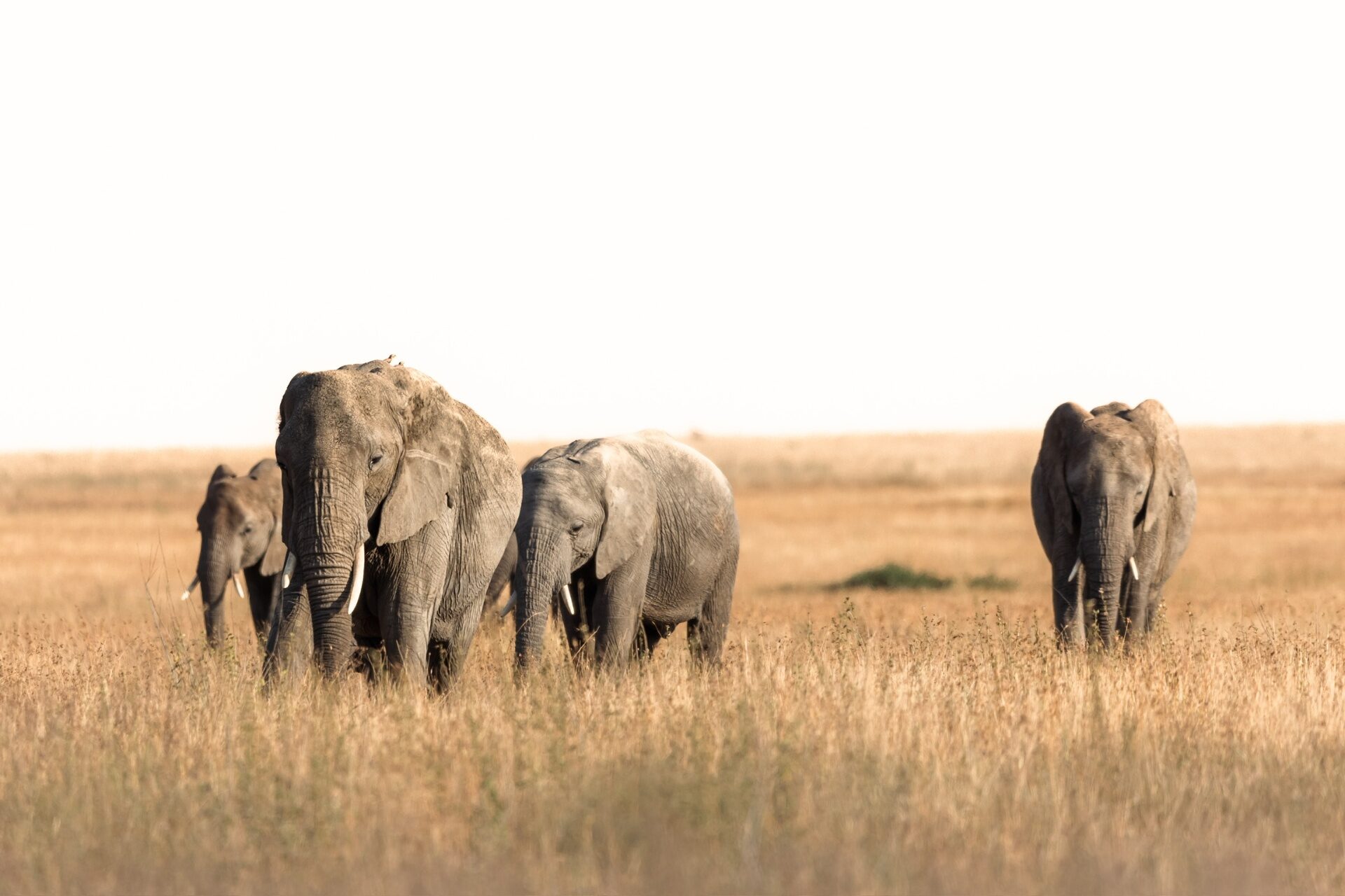 Serengeti National Park