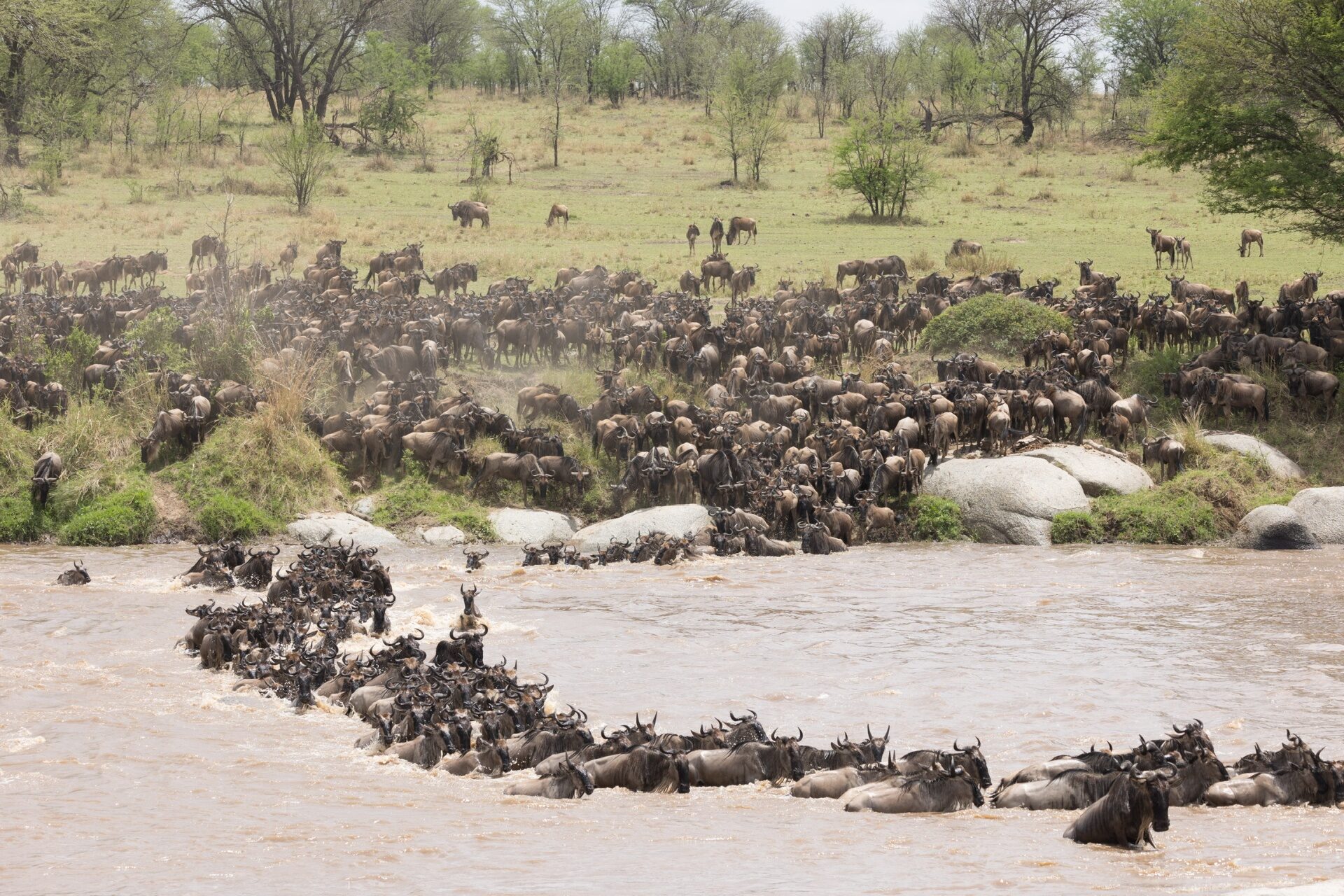 Wildebeest crossing the Mara River during the Great Migration