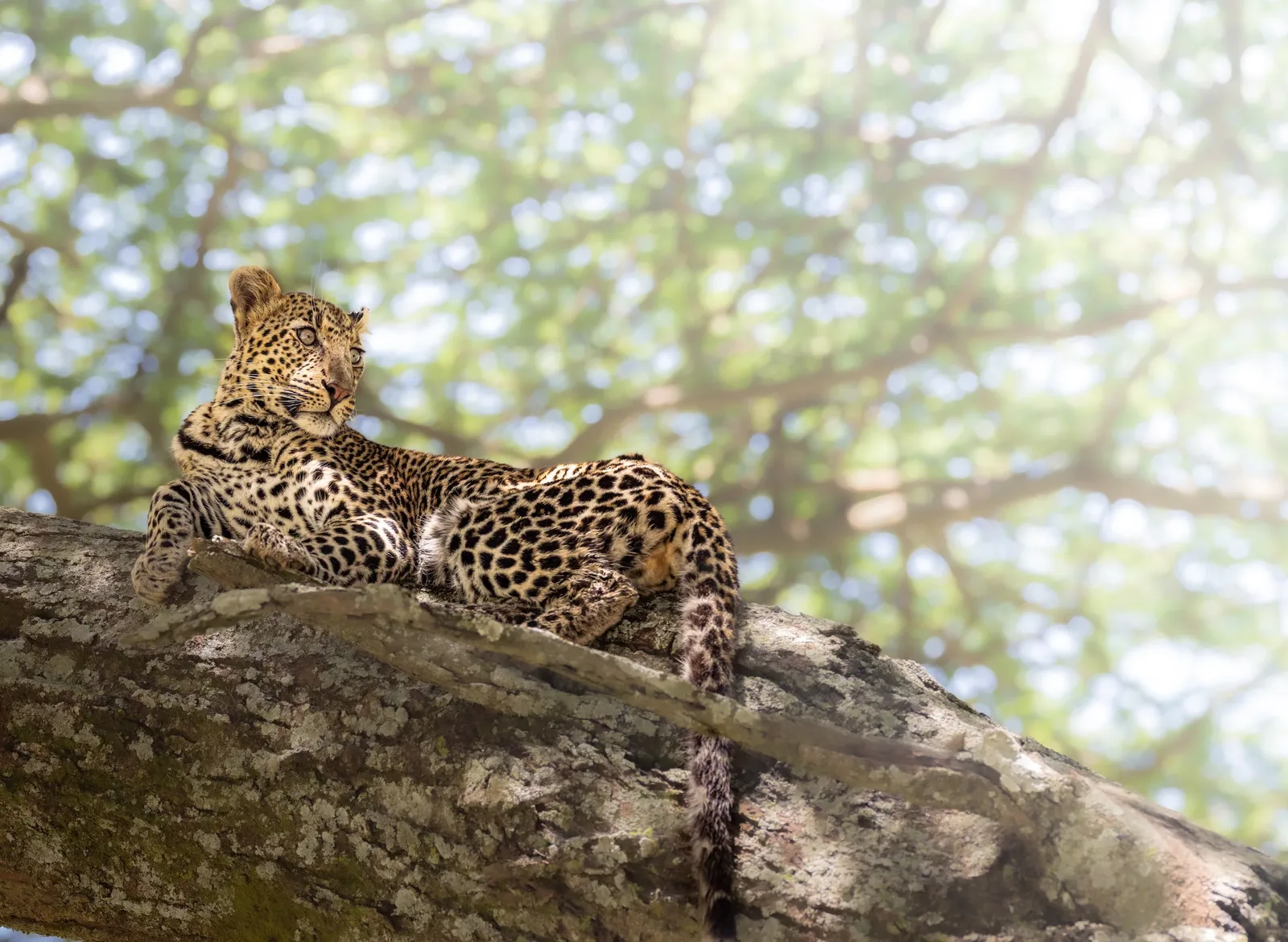 Big cat country, Serengeti 🐆