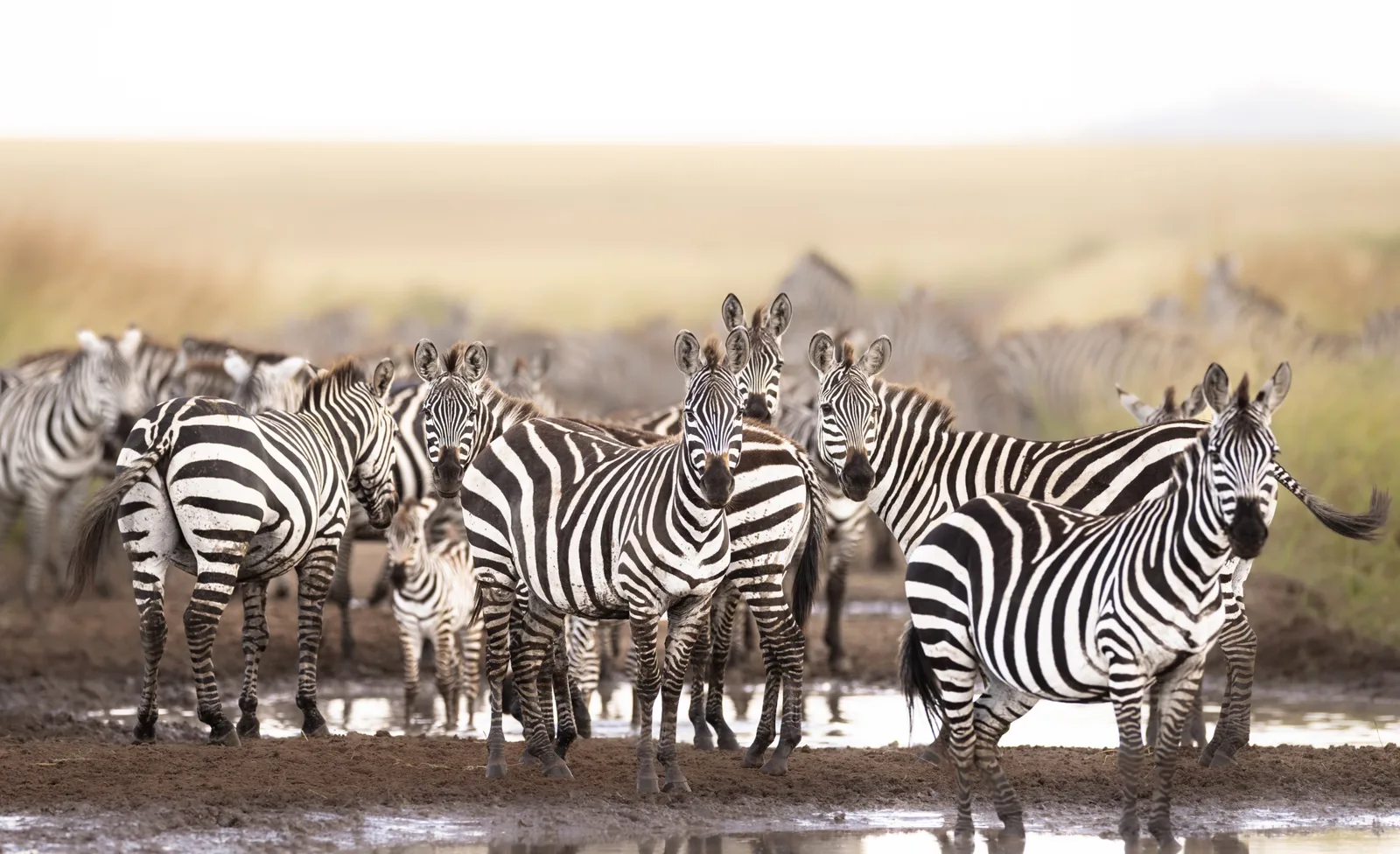 Migration river crossings, Mara River 🦓
