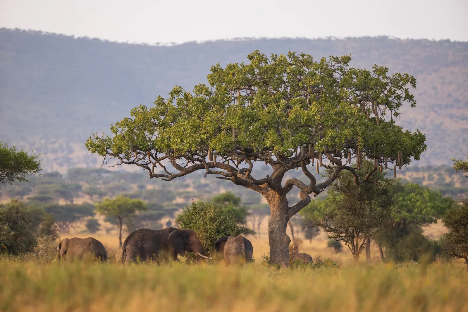 Hadzabe African Safaris field days 🤝