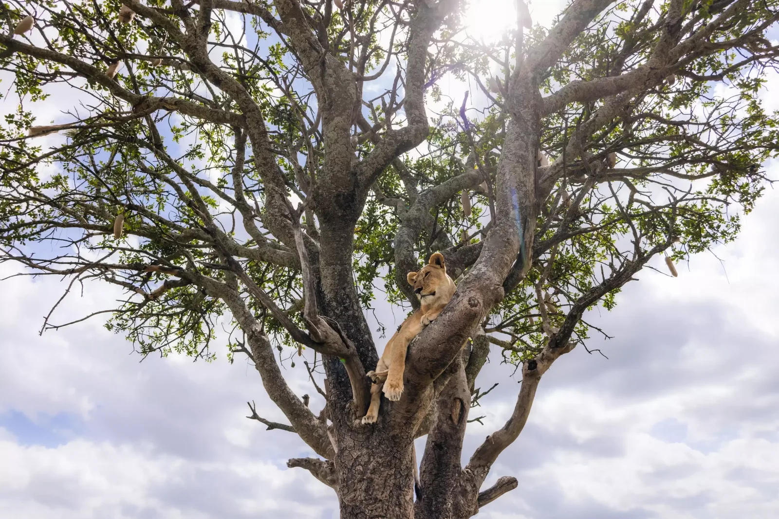 Sunrise game drive in the Serengeti 🦁