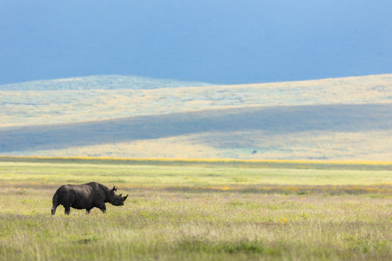 Lone black rhino grazing in a wildflower meadow on the crater floor