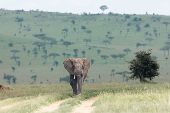 Tarangire National Park