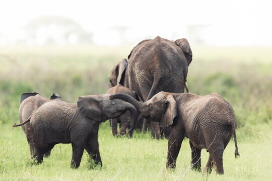 Two young elephant calves playing trunk-to-trunk while the herd grazes behind