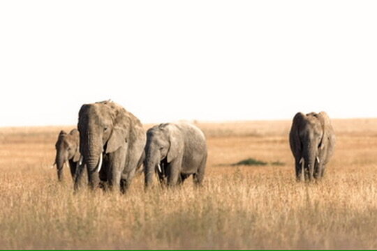 Family of elephants walking through golden grass with soft sky behind