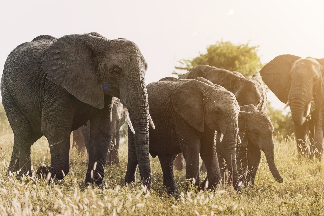 Family of elephants walking through tall golden grass in warm light