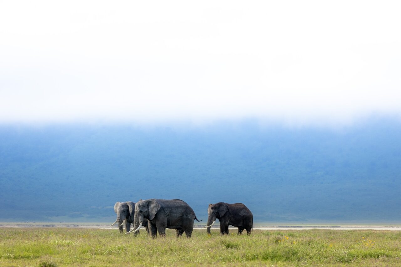 Ngorongoro Conservation Area