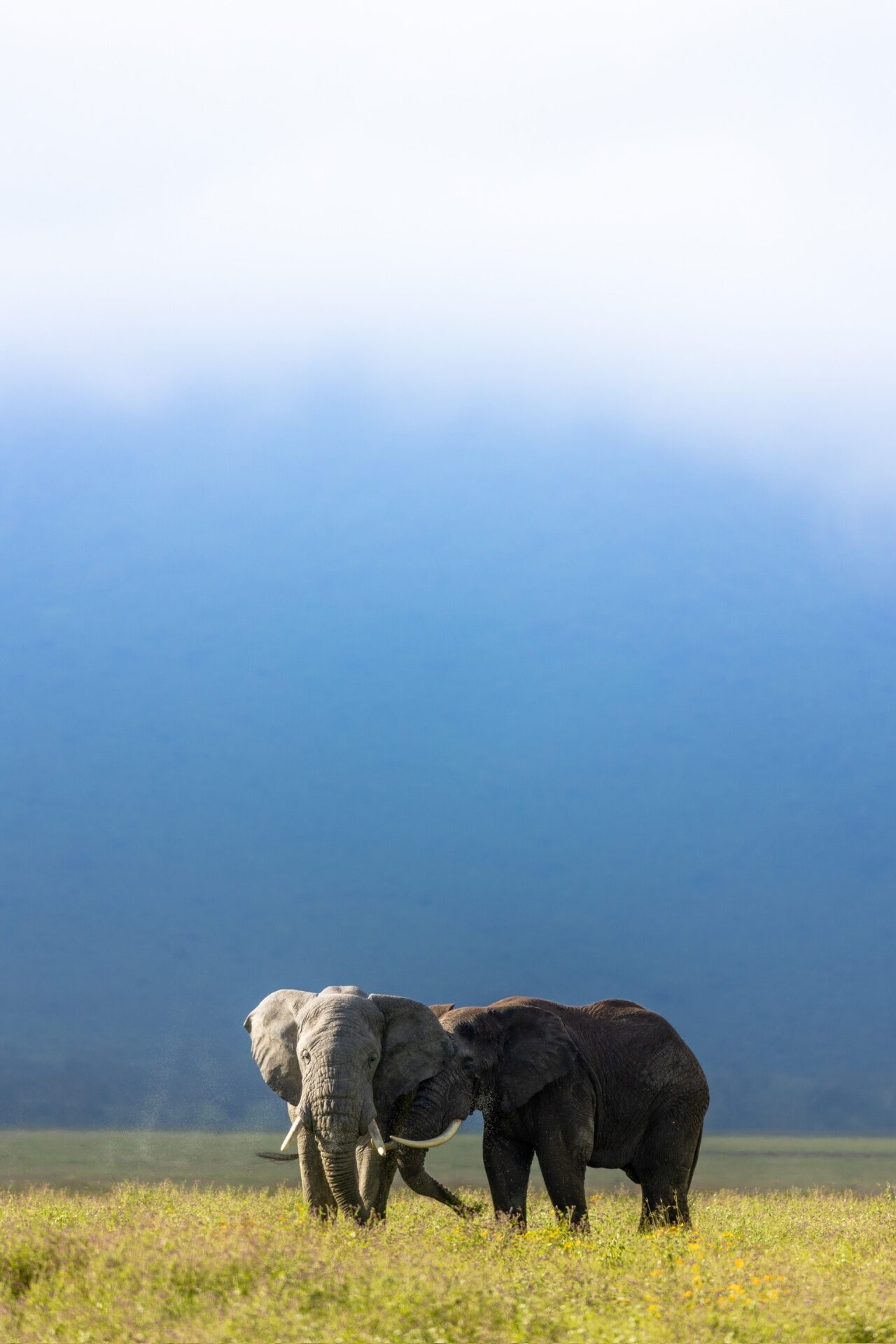 Two large tusked elephants below the misty crater wall