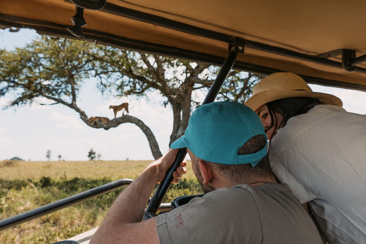 Two guests in a safari vehicle spotting lions resting in a tree