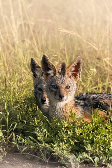 Two black-backed jackals nestled together in golden grass