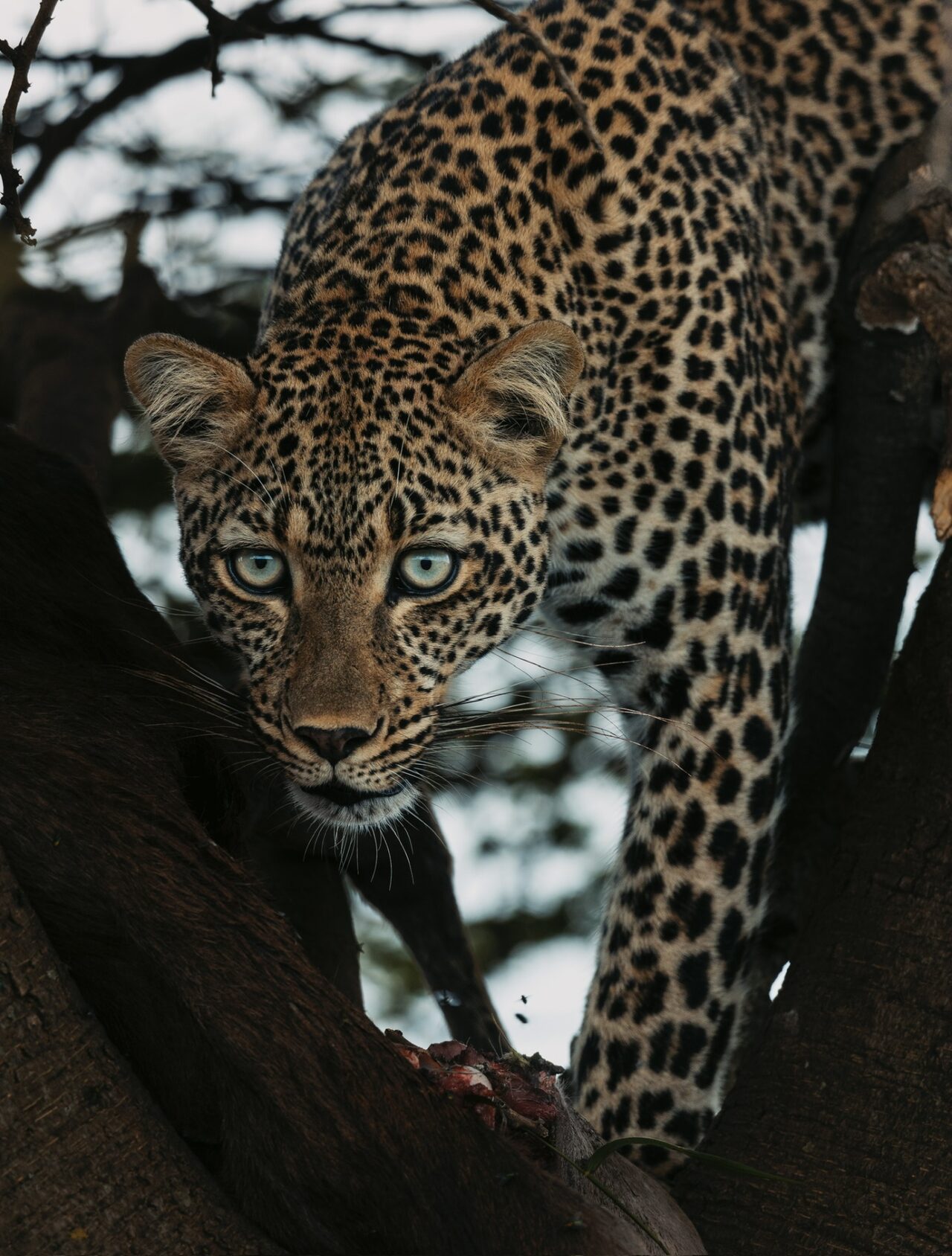 Tanzania Safari