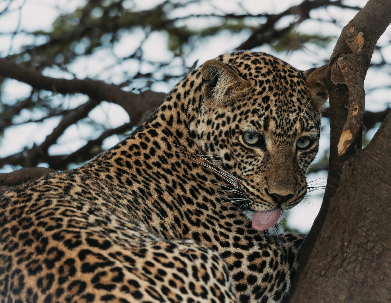 Leopard resting in an acacia tree, licking its paw
