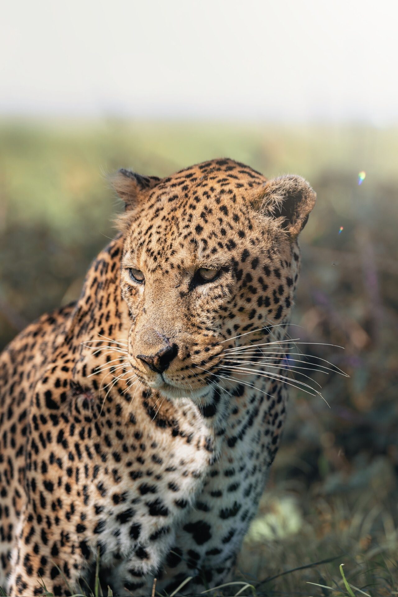 Adult leopard at golden hour, whiskers catching the light