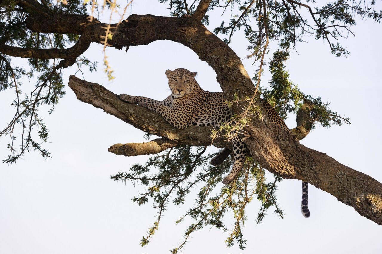 Leopard draped along an acacia branch with tail hanging down