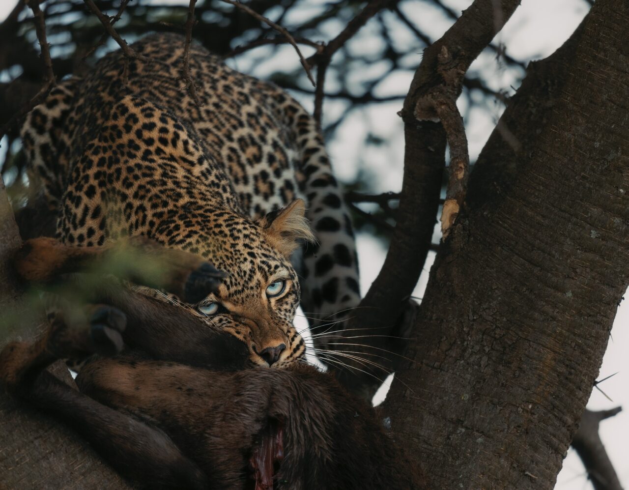 Blue-eyed leopard with a fresh kill stashed in an acacia tree