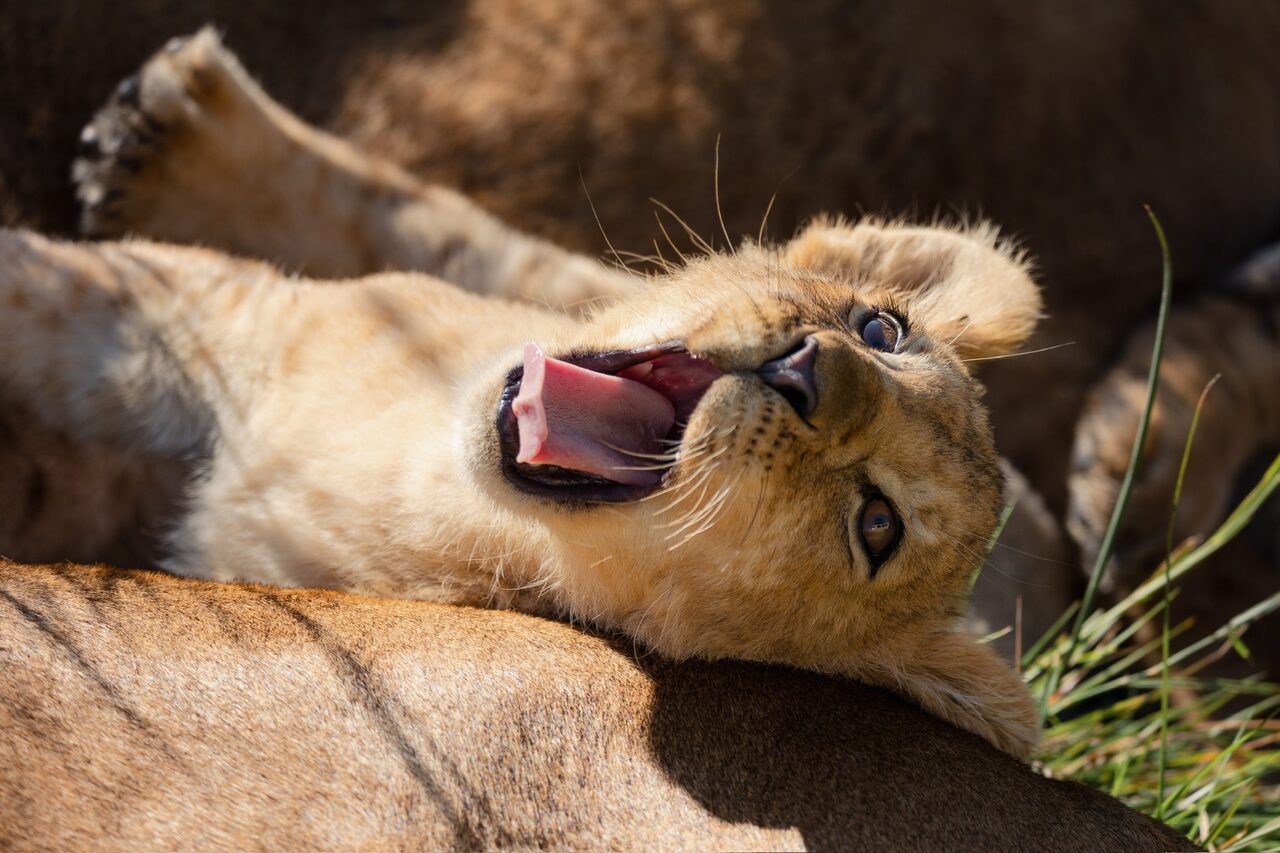 Lion cub yawning while resting against its mother in the morning sun