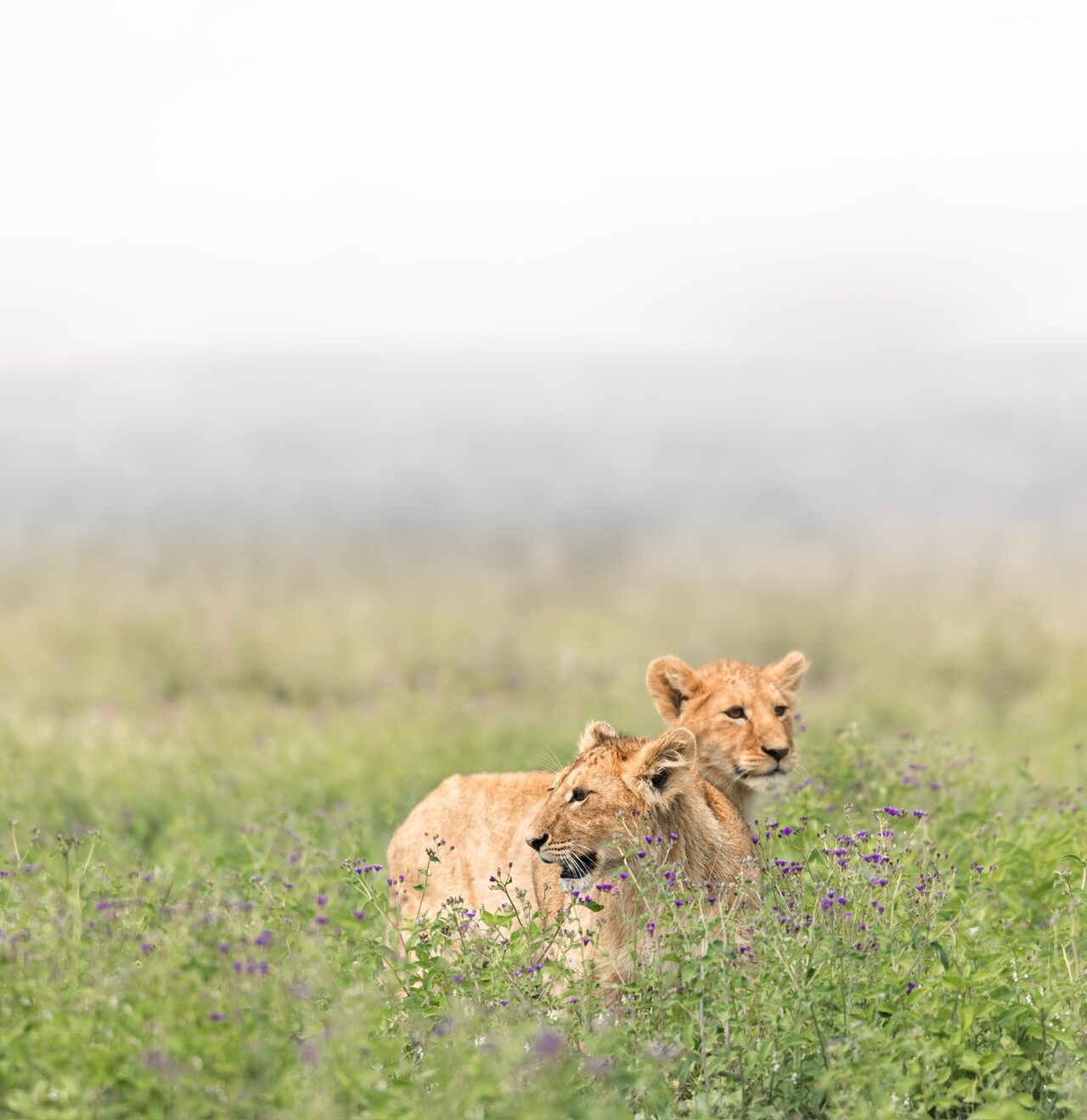 Two lion cubs hidden in a field of green grass and purple flowers