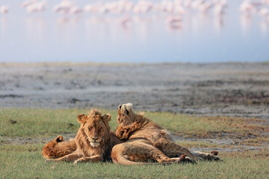 A male and female lion resting on the lakeshore with flamingos behind