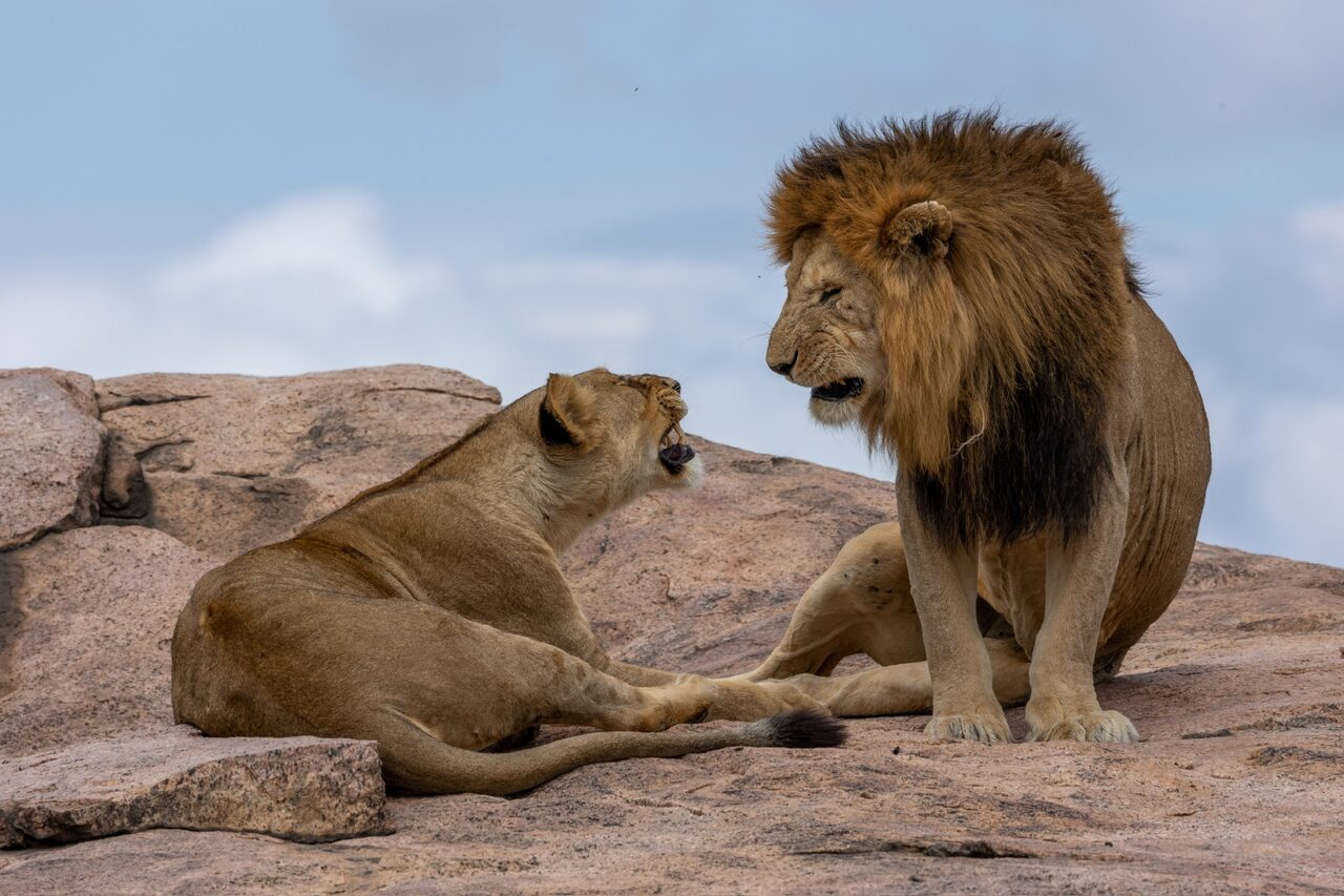 Lioness snarling at a male lion on a sunlit rock