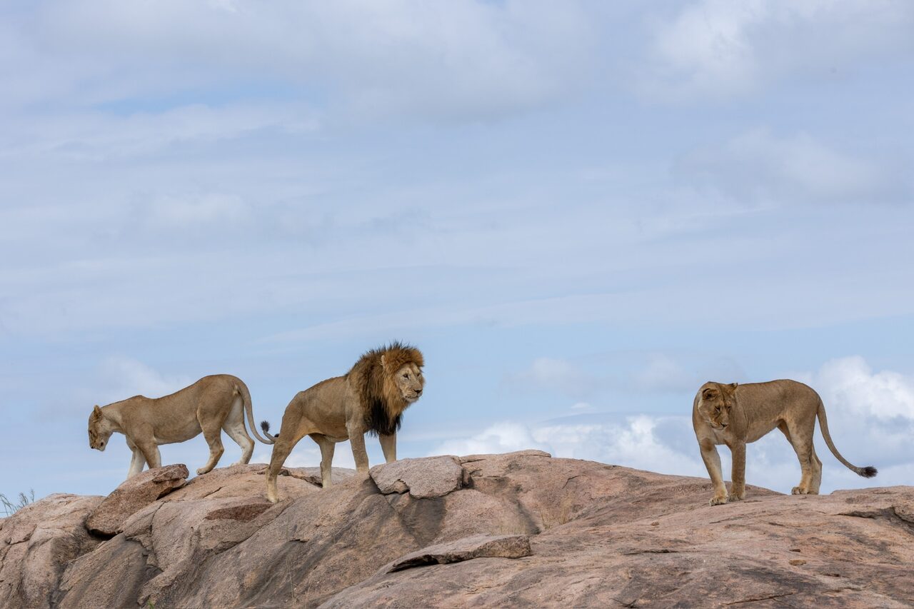 Male lion flanked by two lionesses standing on a granite kopje
