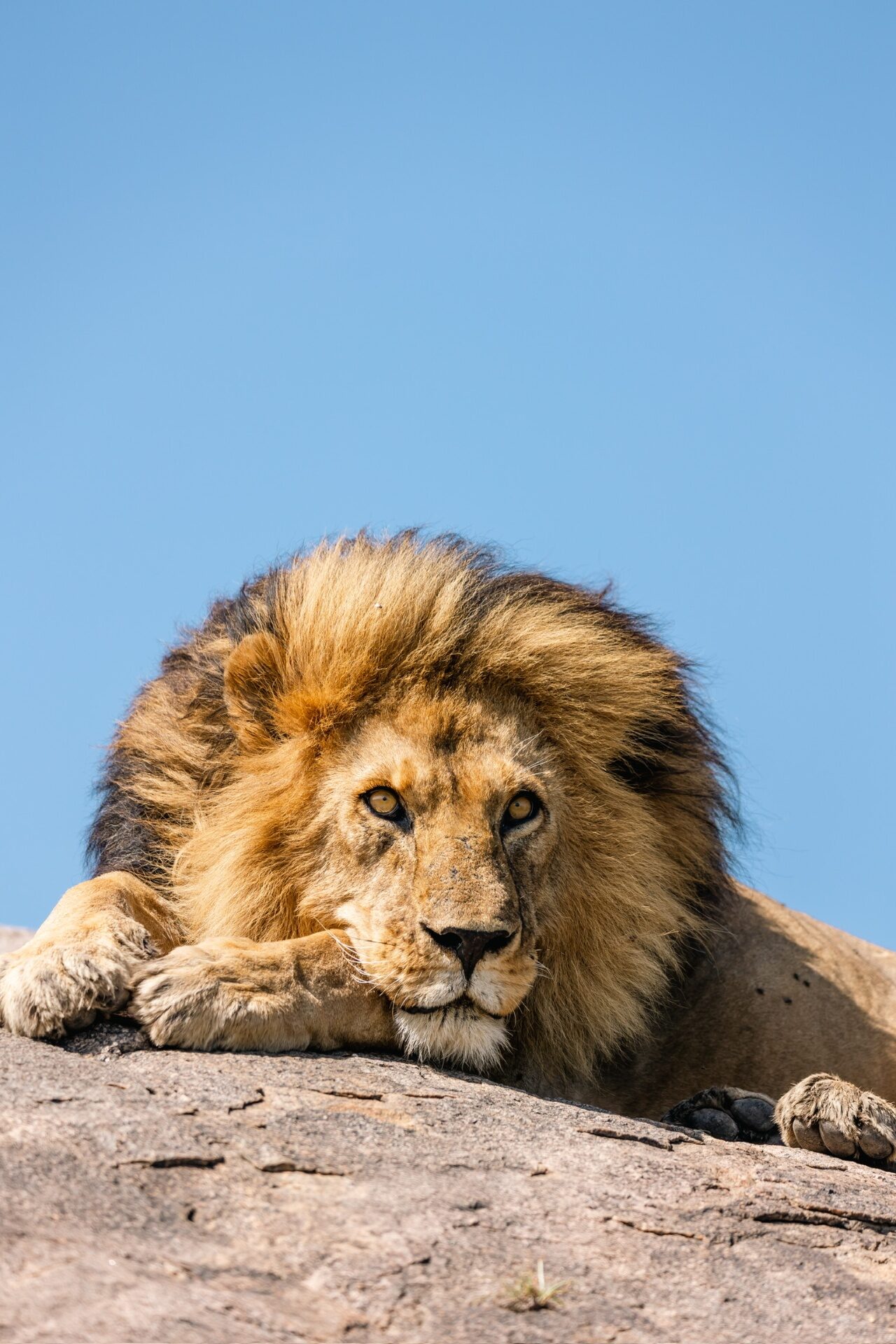 Male lion resting on a kopje at sunrise in the Serengeti
