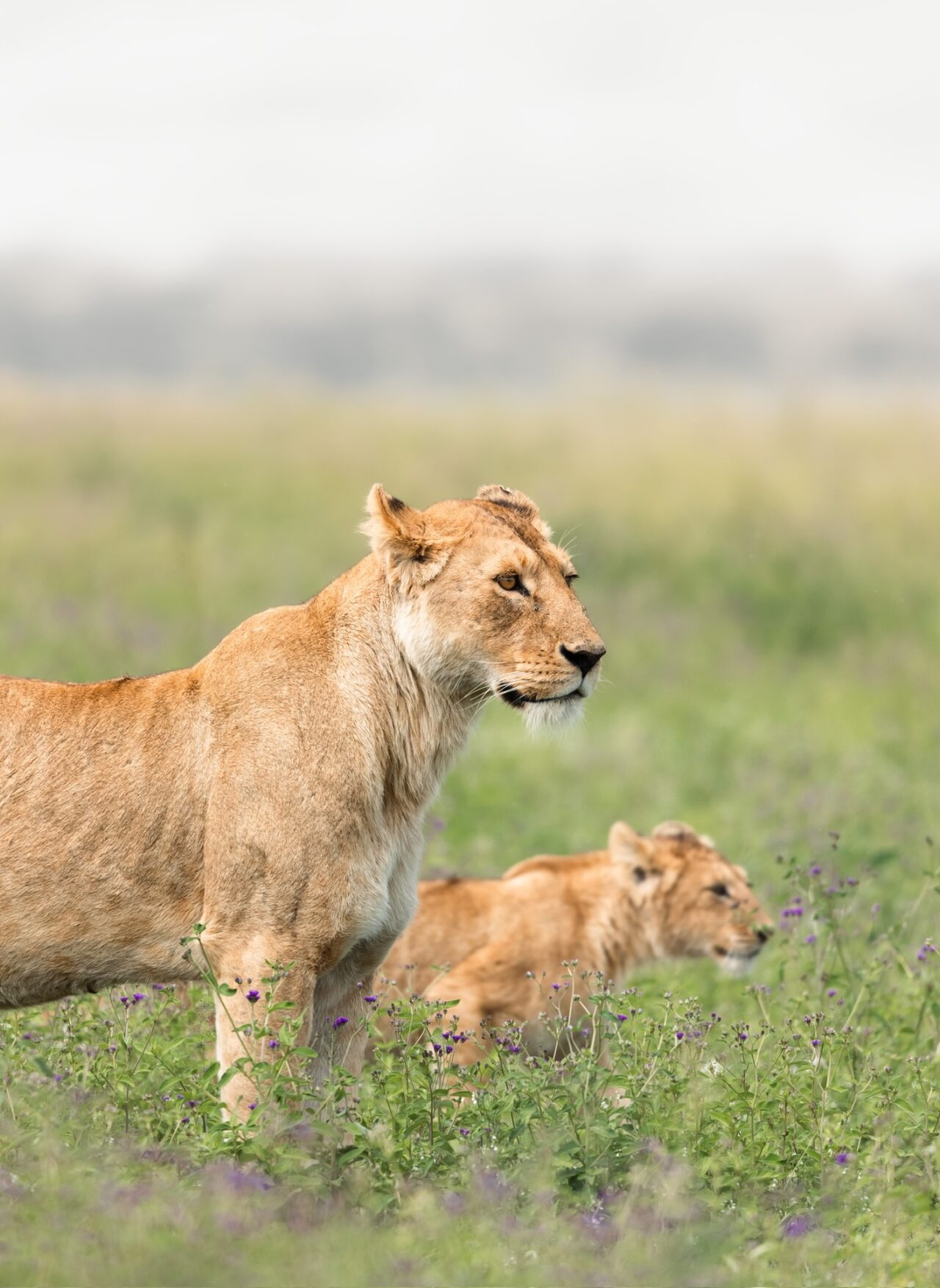 Lioness standing watch beside her cub in a field of purple flowers