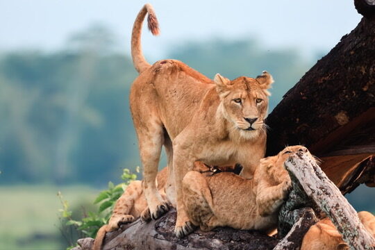 Lioness standing protectively over her cubs on a fallen log