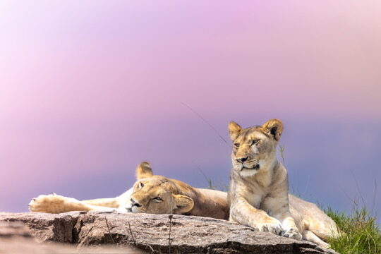 Two lionesses resting on a rocky outcrop under a soft pink sky