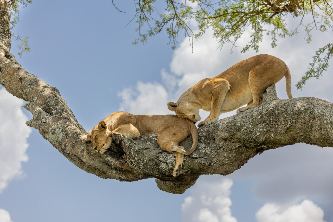 'Best of' Northern Safari