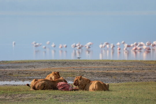Two lionesses on a kill in the foreground with a flock of flamingos behind