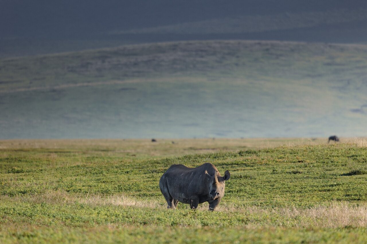 Ngorongoro & Eyasi Awakening