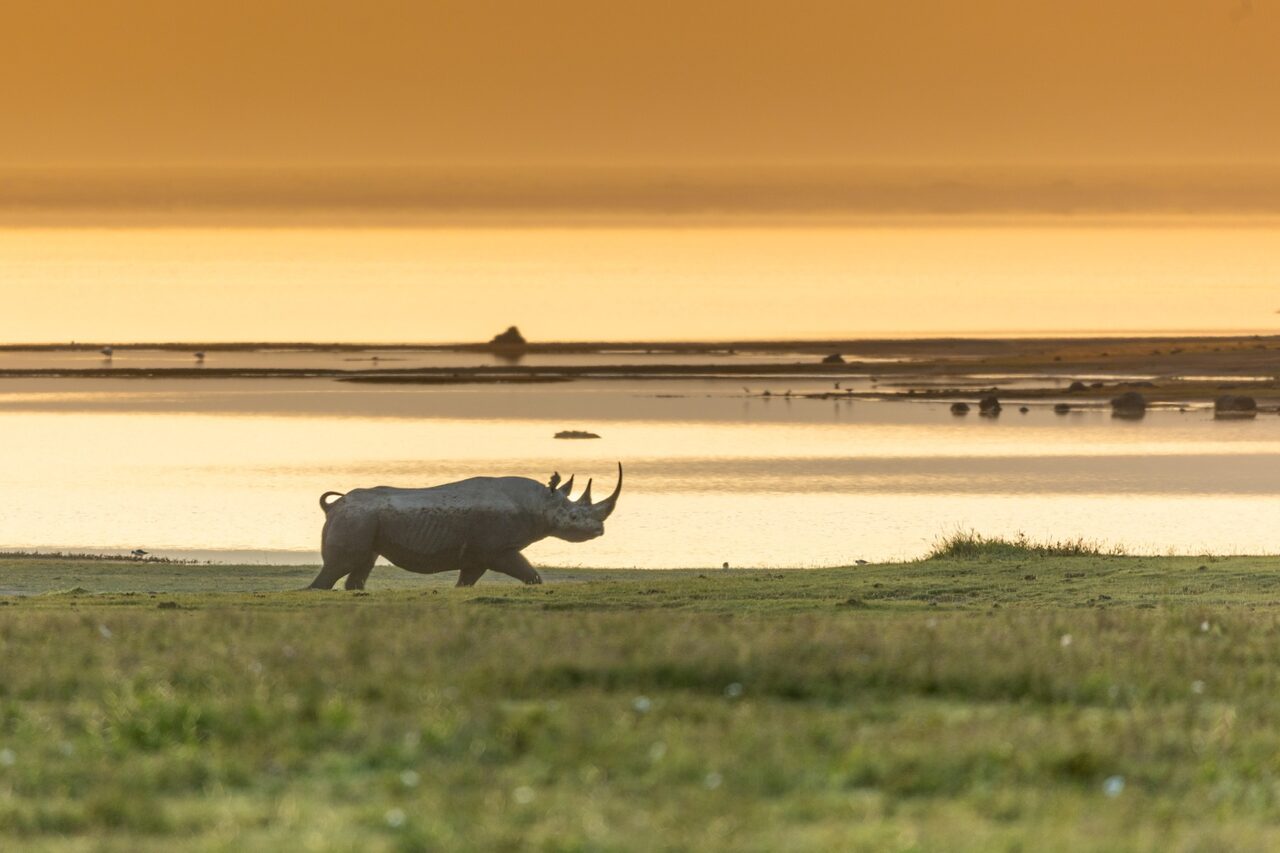 Black rhino silhouetted against a golden sunset by a soda lake
