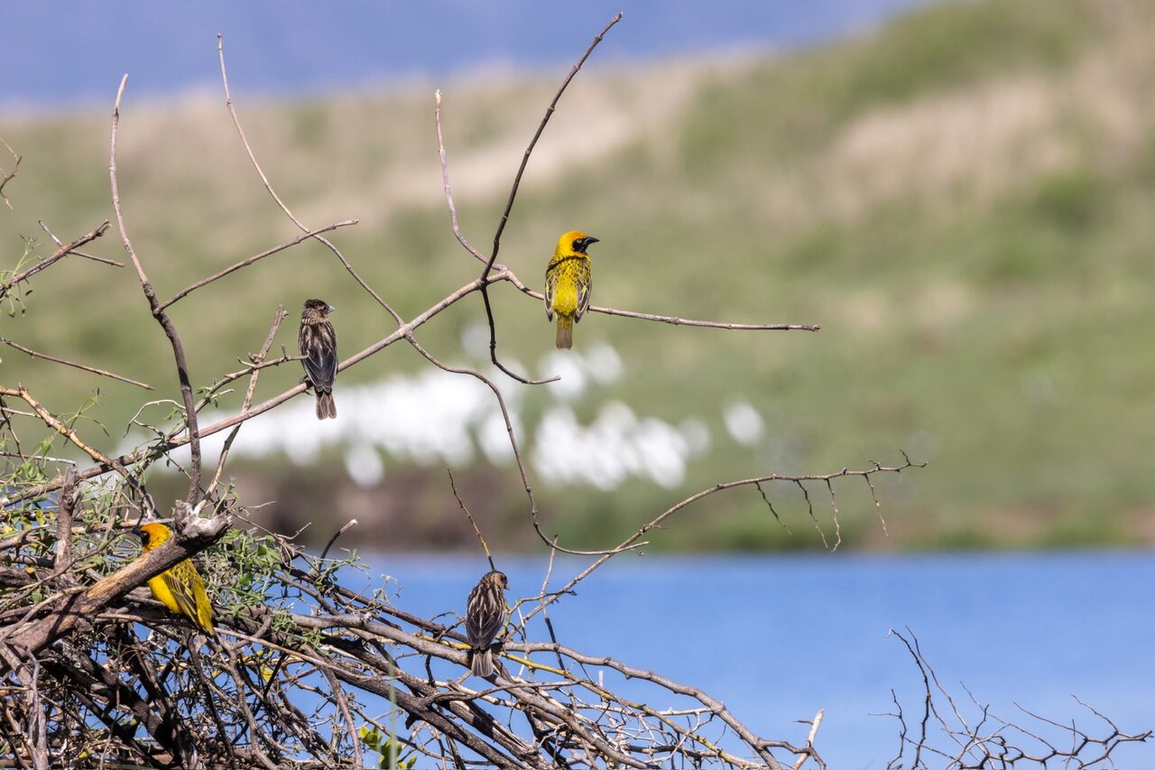 Yellow weaver birds on bare branches above a lakeside