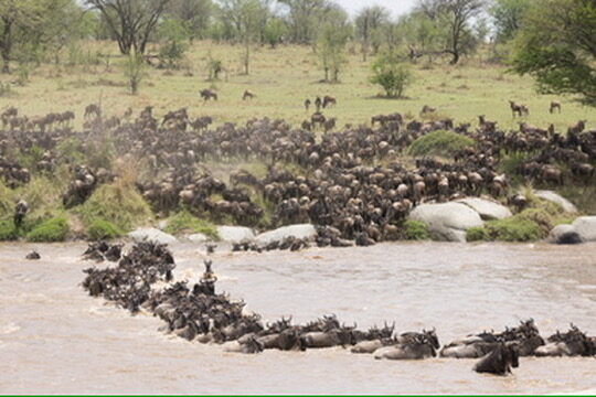Thousands of wildebeest crossing the Mara River during the Great Migration