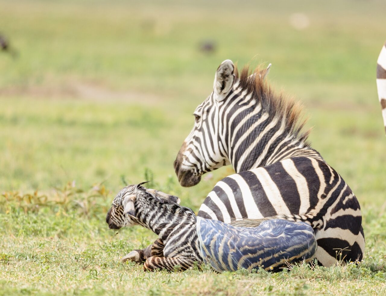 A newborn zebra foal taking its first breath beside its mother