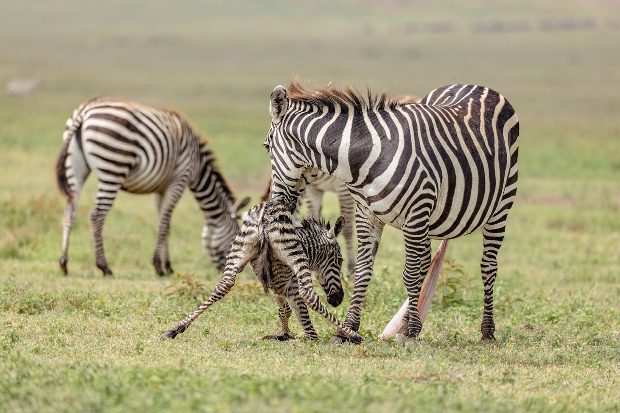 Zebra foal taking its first wobbly steps under its mother