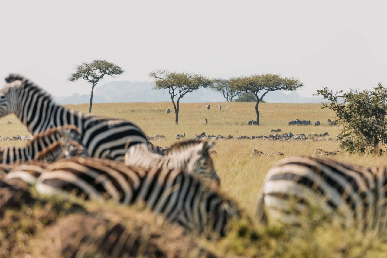 Zebra herd grazing with acacia trees on the horizon