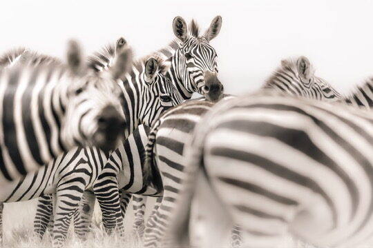 Zebra herd looking toward the camera, monochrome stripes filling the frame