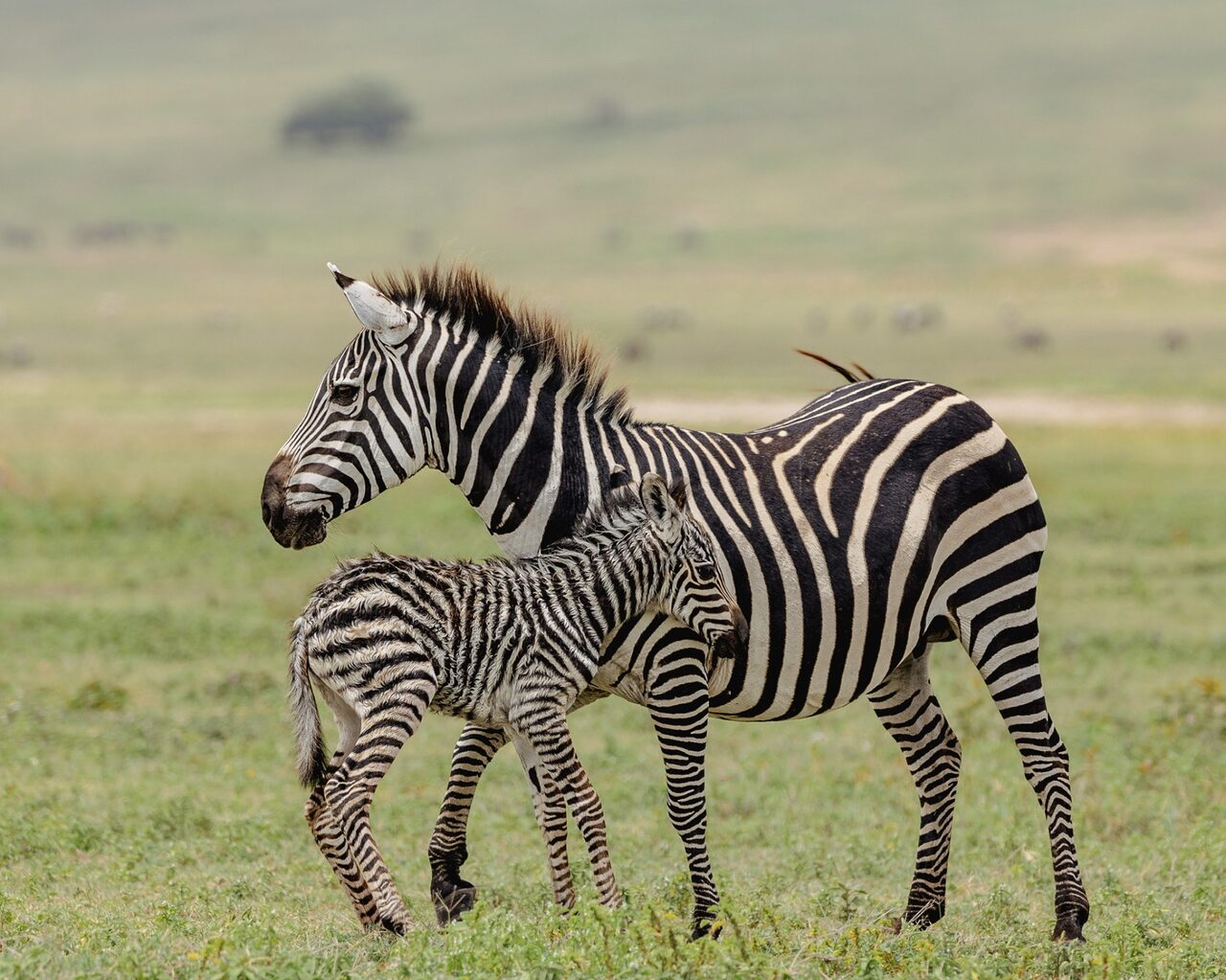 Zebra mother walking with her foal across the short grass
