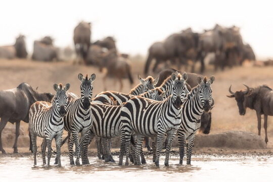 Zebras and wildebeest gathered together at a dusty waterhole during the migration